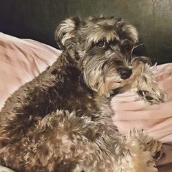 Close-up portrait of dog on bed