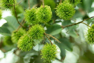 Close-up of green leaves on plant