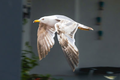 Close-up of bird flying