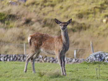 Red deer range, galloway forest park, castle douglas, newton more, dumfries and galloway, scotland