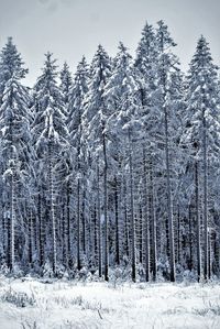 Snow covered pine trees in forest