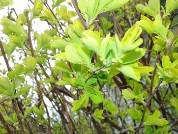 Low angle view of leaves on tree