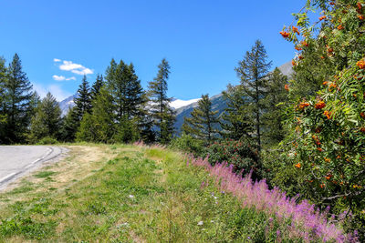 Scenic view of grassy field against sky