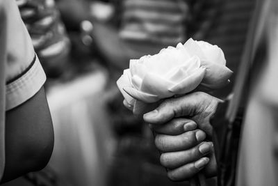 Close-up of hand holding rose flower