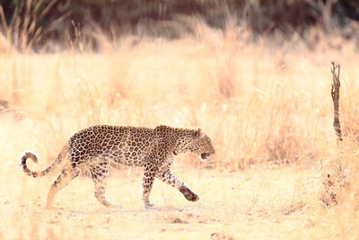 Side view of a cat