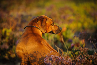 Rhodesian ridgeback on grass at park