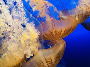 Close-up of jellyfish swimming in sea