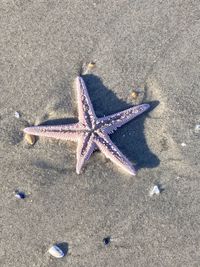 starfish