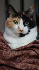 Close-up portrait of a cat