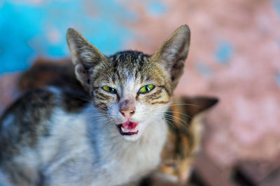 A cunning cat looking at the camera