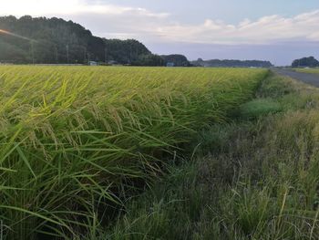 Scenic view of agricultural field against sky