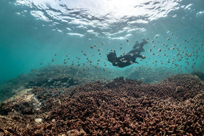 View of person swimming in sea