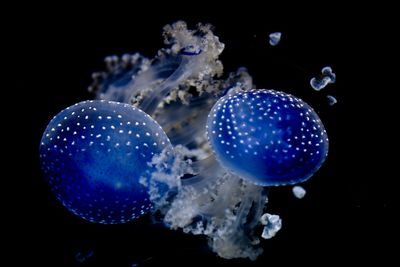 Close-up of jellyfish in aquarium