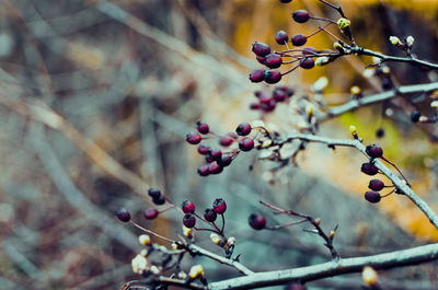 Low angle view of berries growing on tree