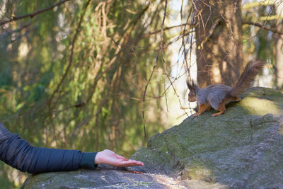 Person on rock in forest