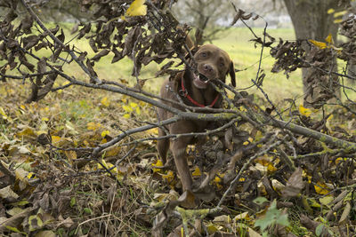 Dog on tree branch