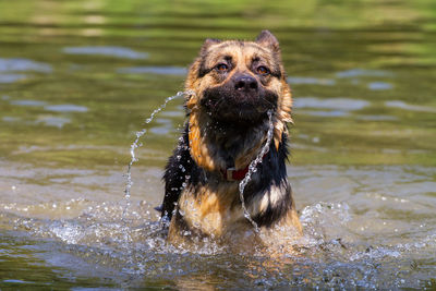 Portrait of dog in water