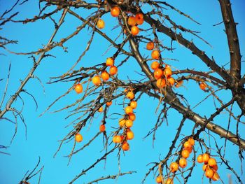 Low angle view of autumn trees