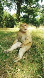 Lion sitting on field