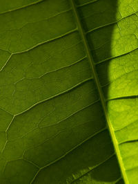 Full frame shot of leaf