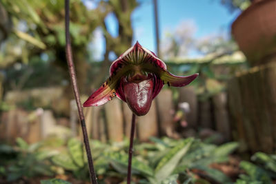 Close-up of red flowering plant