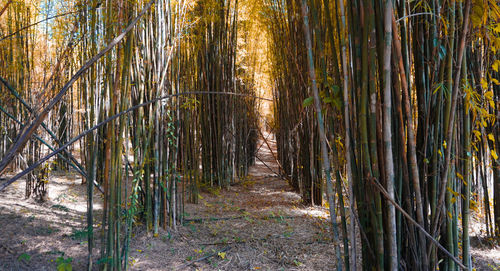 View of bamboo trees in forest