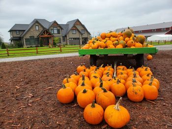 Pumpkins in house against orange sky