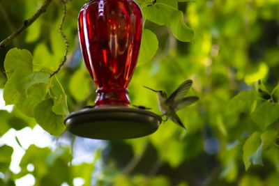 Close-up of red beetle on plant