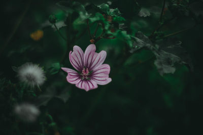 Close-up of pink flowering plant