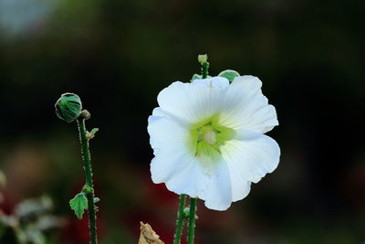 Close-up of white flowering plant
