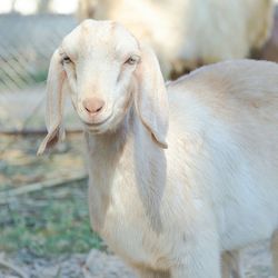 Close-up of sheep