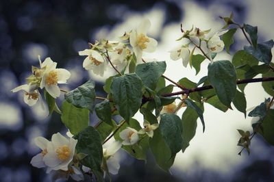 Close-up of white flower