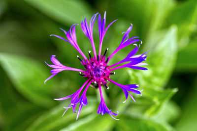 Close-up of purple flowering plant