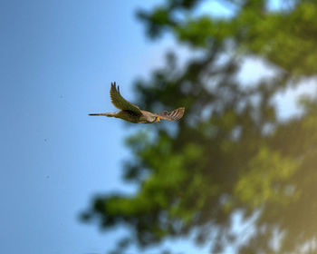 Low angle view of a bird flying