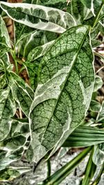 Close-up of leaves