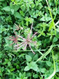 High angle view of insect on plant