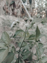 Close-up of white flowering plant