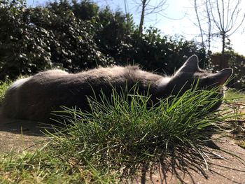 Cat relaxing on a tree