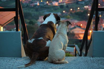Dogs sitting on staircase while looking at illuminated houses during dusk