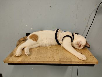 High angle view of cat sleeping