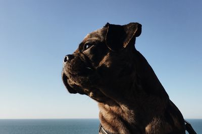 Close-up of a dog looking away