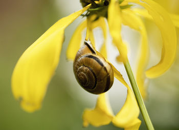 Close-up of snail on yellow flower