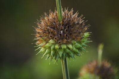 Close-up of wilted plant