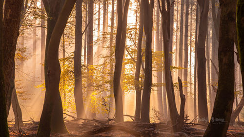 Sunlight streaming through trees in forest