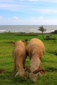 View of sheep on field by sea against sky