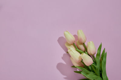 Close-up of pink flower against white background