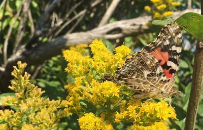 Close-up of butterfly on yellow flowers