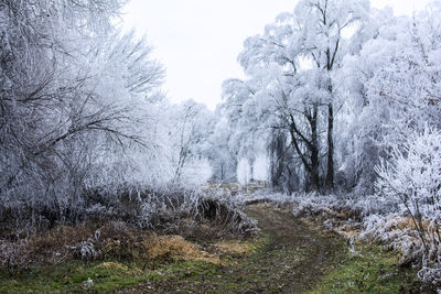 Trees on snow covered land