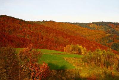 Scenic view of forest during autumn