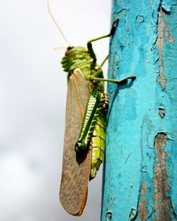 Close-up of insect